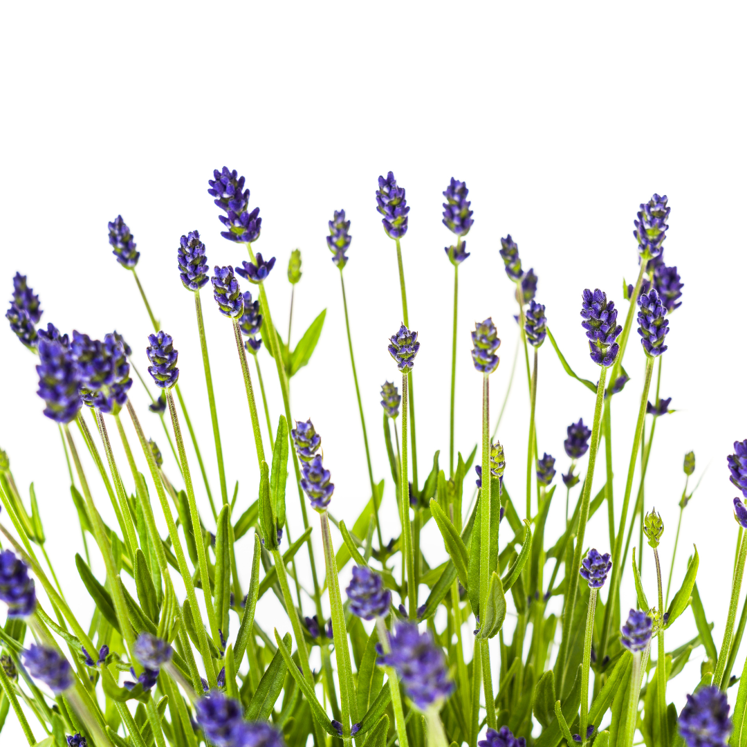 Lavandula Angustifolia
