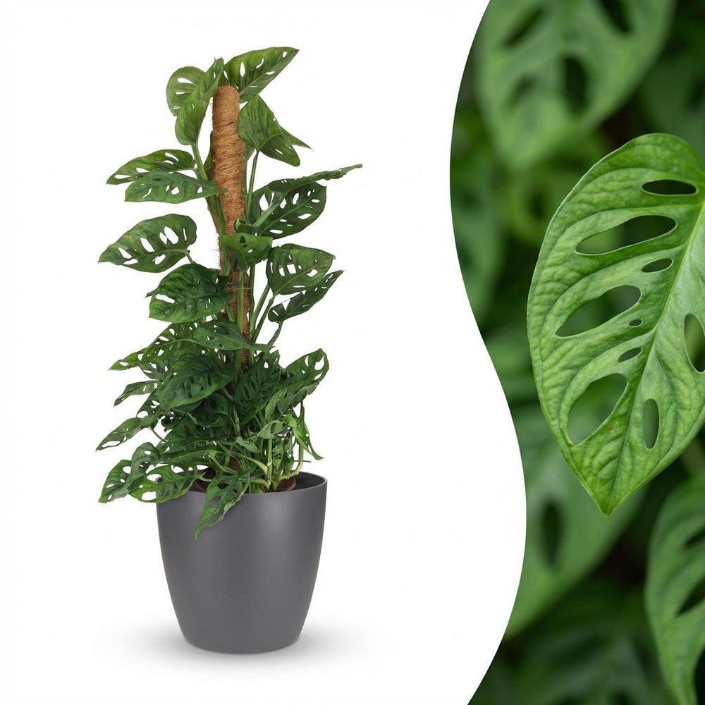 Monkey Mask - Monstera Adansonii Moss Pole - Green - Pot 19cm - Height 90cm