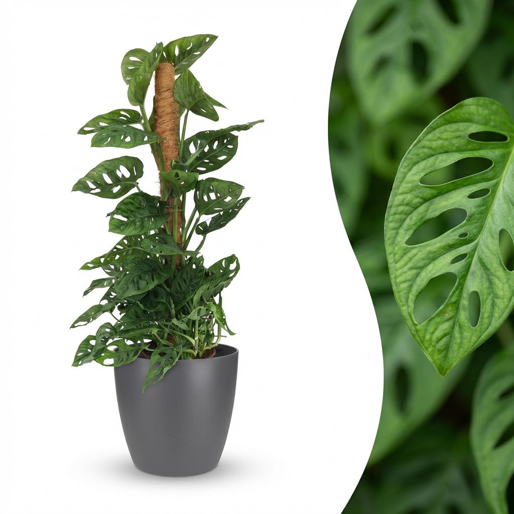 Monkey Mask - Monstera Adansonii Moss Pole - Green - Pot 19cm - Height 90cm