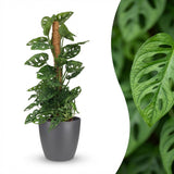 Monkey Mask - Monstera Adansonii Moss Pole - Green - Pot 19cm - Height 90cm
