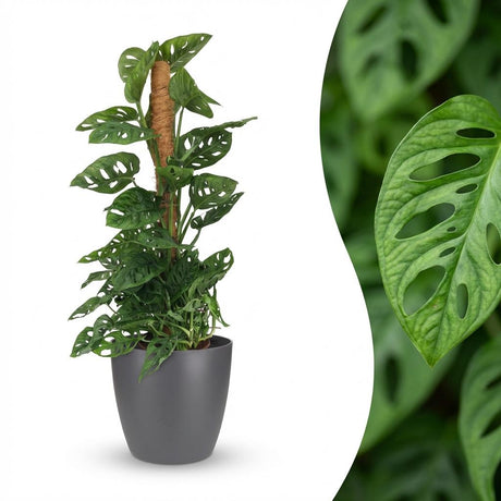 Monkey Mask - Monstera Adansonii Moss Pole - Green - Pot 19cm - Height 90cm