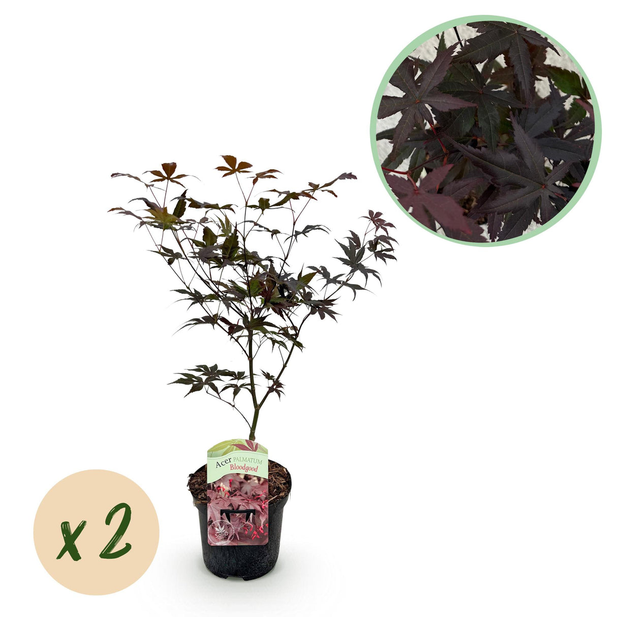 Acer palmatum Bloodgood x2