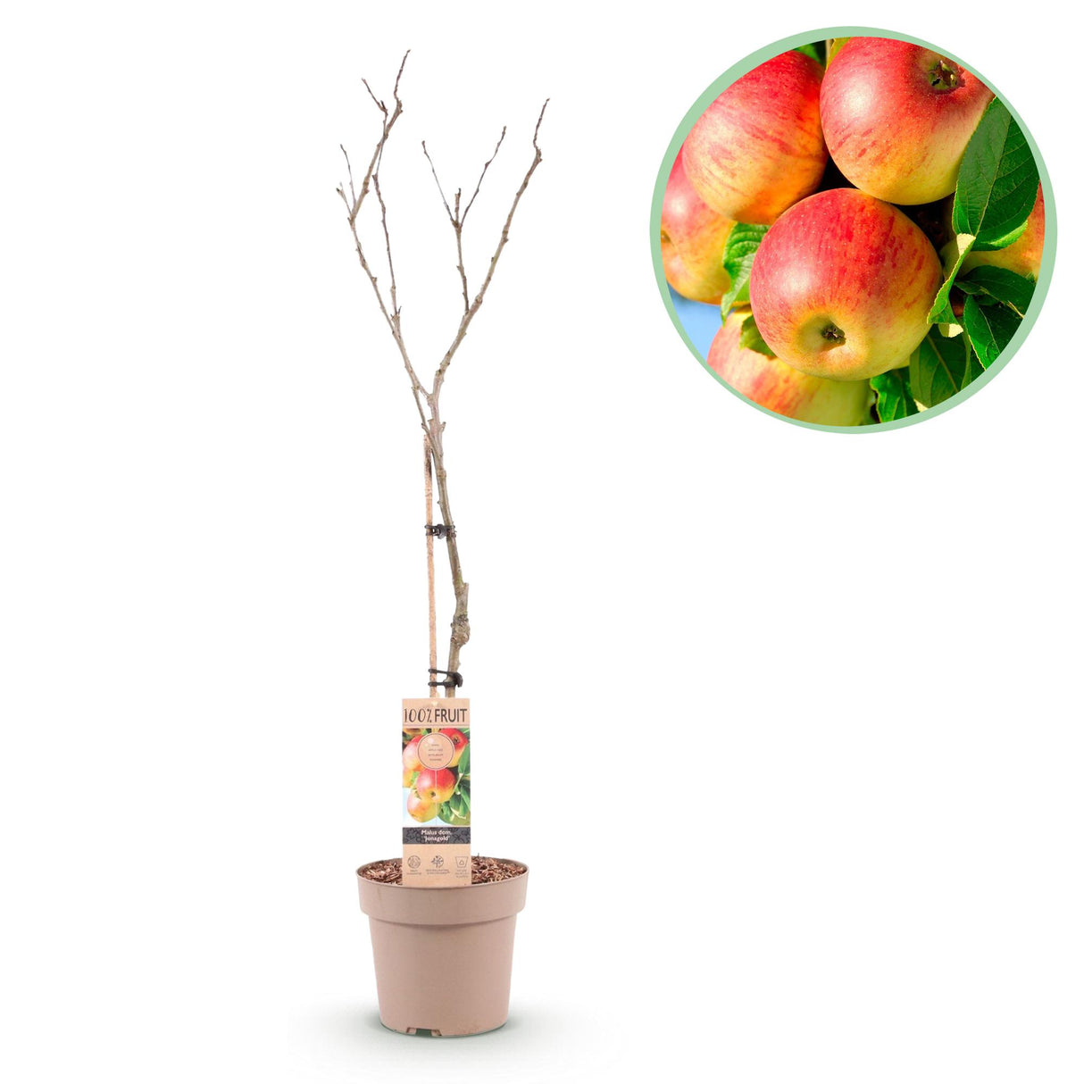 Apple Tree - Malus domestica Jonagold - Yellow Green Apple