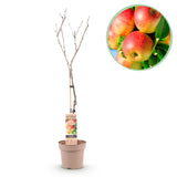 Apple Tree - Malus domestica Jonagold - Yellow Green Apple