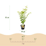 Acer palmatum Jordan x2