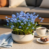 Scilla Siberica - Kleur Paars - 50 stuks - Bolmaat 7/8 - XXL Pack