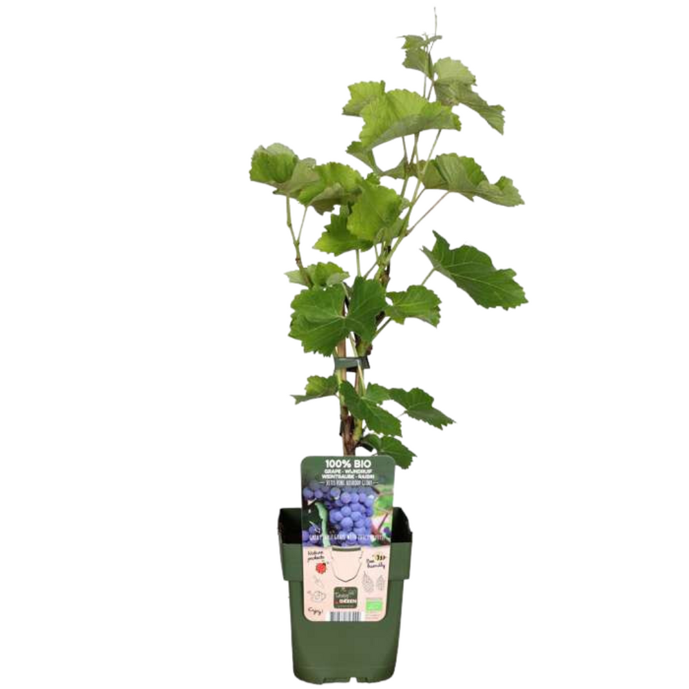 6 x Organic Grape Plants – Ø 13 cm – ↨ 20 cm