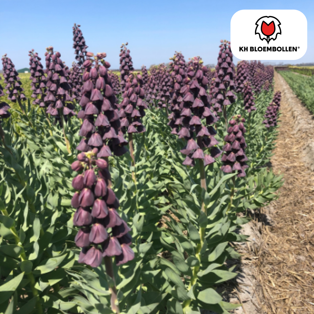 Fritillaria / Keizerskroon Purple Favorite 5 stuks