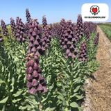 Fritillaria / Keizerskroon Purple Favorite 5 stuks