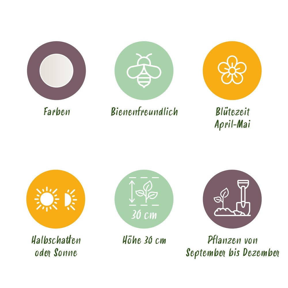 Leucojum Aestivum - Kleur Wit - 20 stuks - Bolmaat 8/9 - XXL Pack