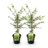Acer palmatum Emerald Lace x2