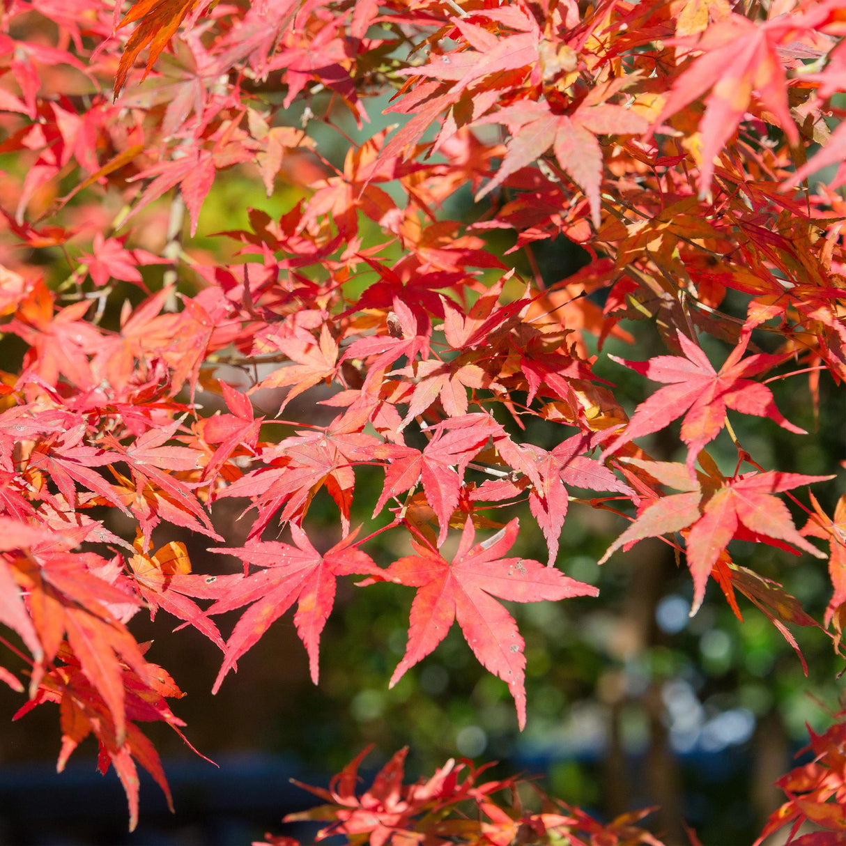 Acer palmatum Shaina x2