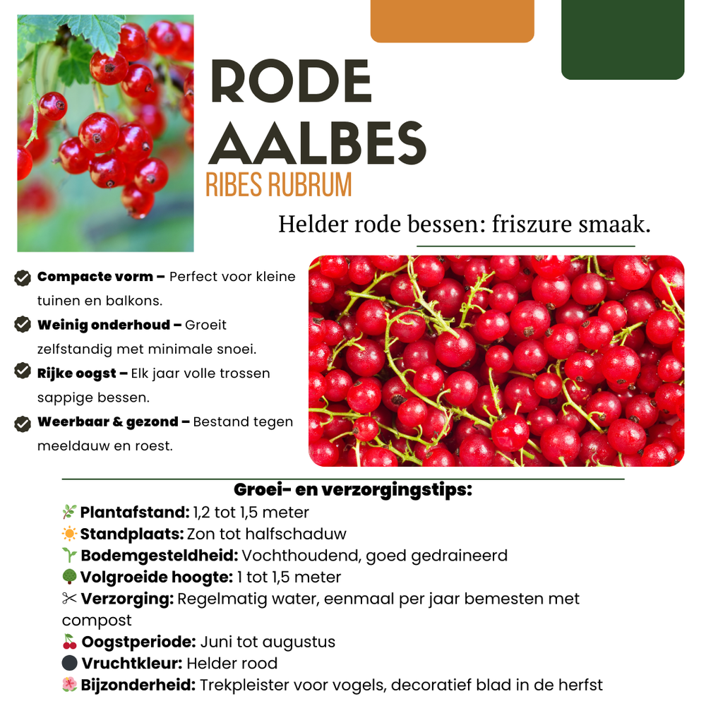 3 x Organic Gooseberry Plants – Ø 13 cm – ↨ 20 cm