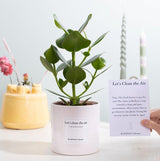 Clusia Rosea Gift WITH GREETING CARD! - Ø12cm - ↕30cm