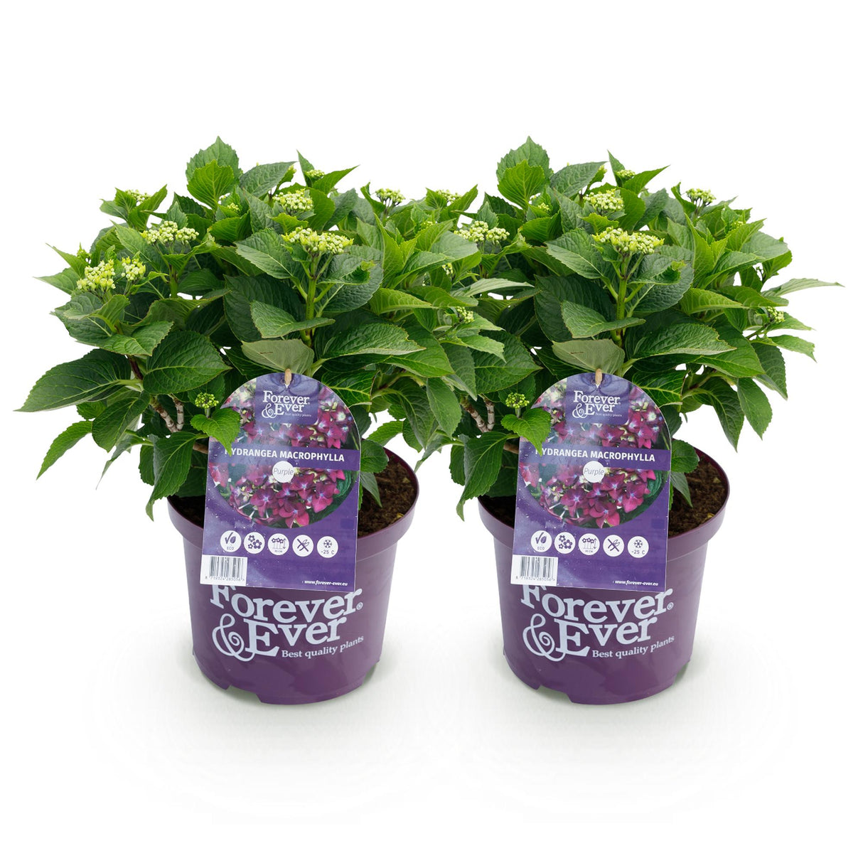 Hydrangea macrophylla Forever & Ever Purple x2