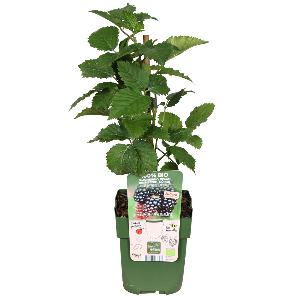 3 x Organic Blackberry Plants – Ø 13 cm – ↨ 20 cm