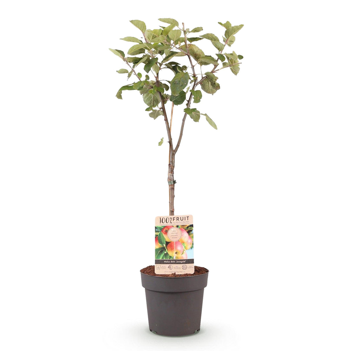 Apple Tree - Malus domestica Jonagold - Yellow Green Apple