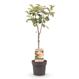 Apple Tree - Malus domestica Jonagold - Yellow Green Apple