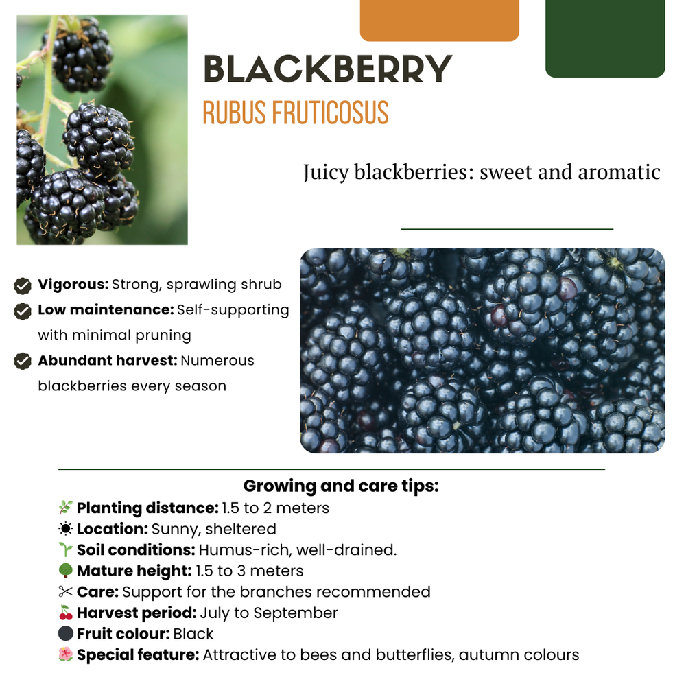 3 x Organic Blackberry Plants – Ø 13 cm – ↨ 20 cm