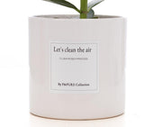 Clusia Rosea Gift WITH GREETING CARD! - Ø12cm - ↕30cm