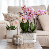 Diabolo Twin Decorative Pot - White