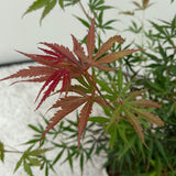 Acer palmatum Jerre Swarts x2