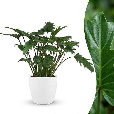 Zimmerpflanze - Philodendron - Philodendron Xanadu - Grün - Pflegeleicht - 1 Pflanze - mit Potter Weiß - Topf 19cm - Höhe 60cm