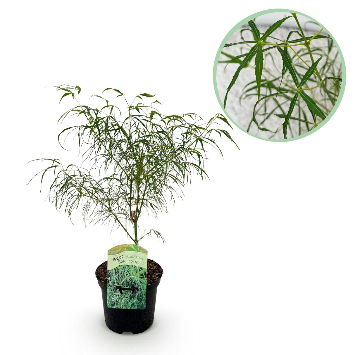 Acer palmatum Koto-no-ito x2