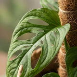 Monkey Mask - Monstera Adansonii Moosstab - Topf 19cm - Höhe 90cm