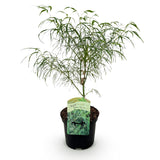 Acer palmatum Koto-no-ito x2
