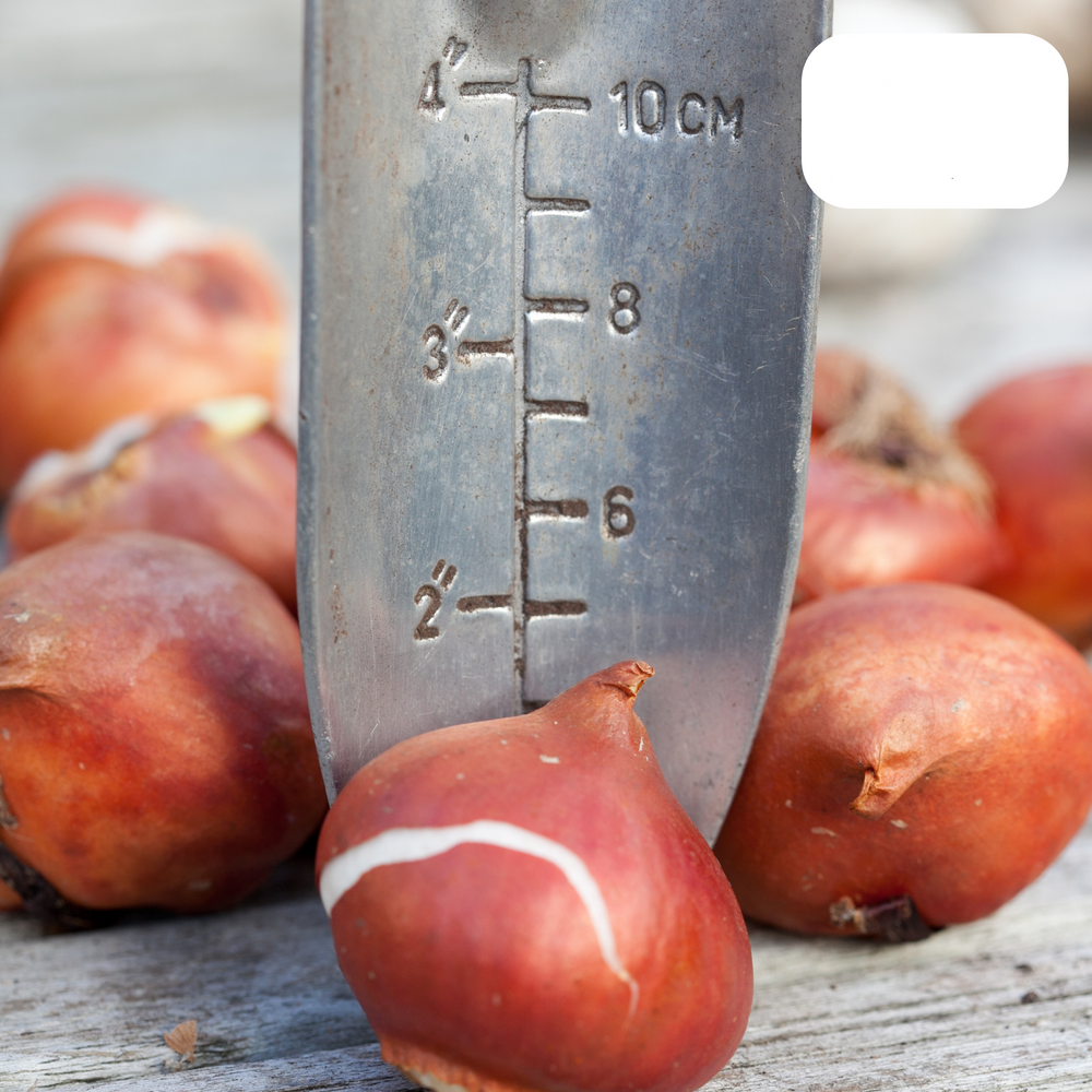 Tulpenbollen Tres Chic Mix – 20 Stuks | Geel & Witte Tulpen  – Voor Tuin of Pot – Maat 11/12