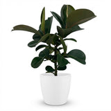 Rubber Plant - Ficus Elastica Cloe  Pot 19cm - Height 65cm
