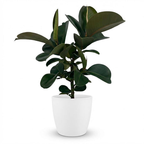 Rubber Plant - Ficus Elastica Cloe  Pot 19cm - Height 65cm