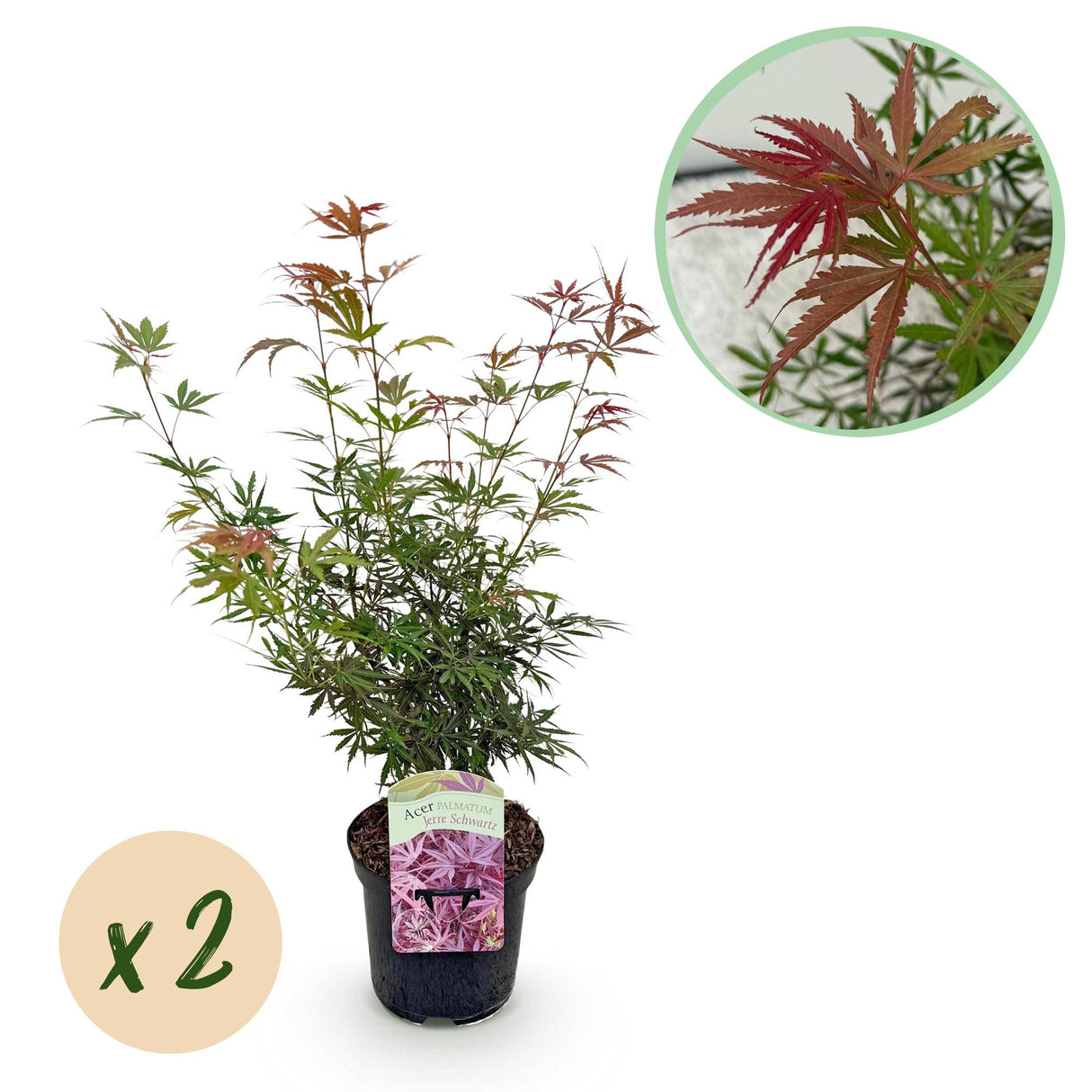 Acer palmatum Jerre Swarts x2