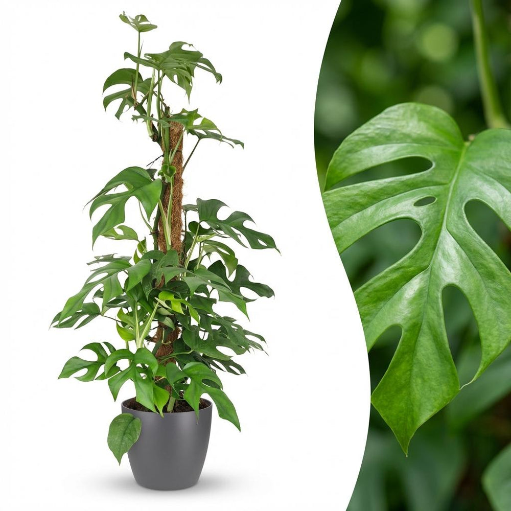 Mini Swiss Cheese Plant - Monstera Minima Moss Pole - with Grey Potter - Pot 19cm - Height 90cm