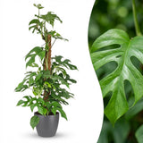 Mini Swiss Cheese Plant - Monstera Minima Moss Pole - with Grey Potter - Pot 19cm - Height 90cm