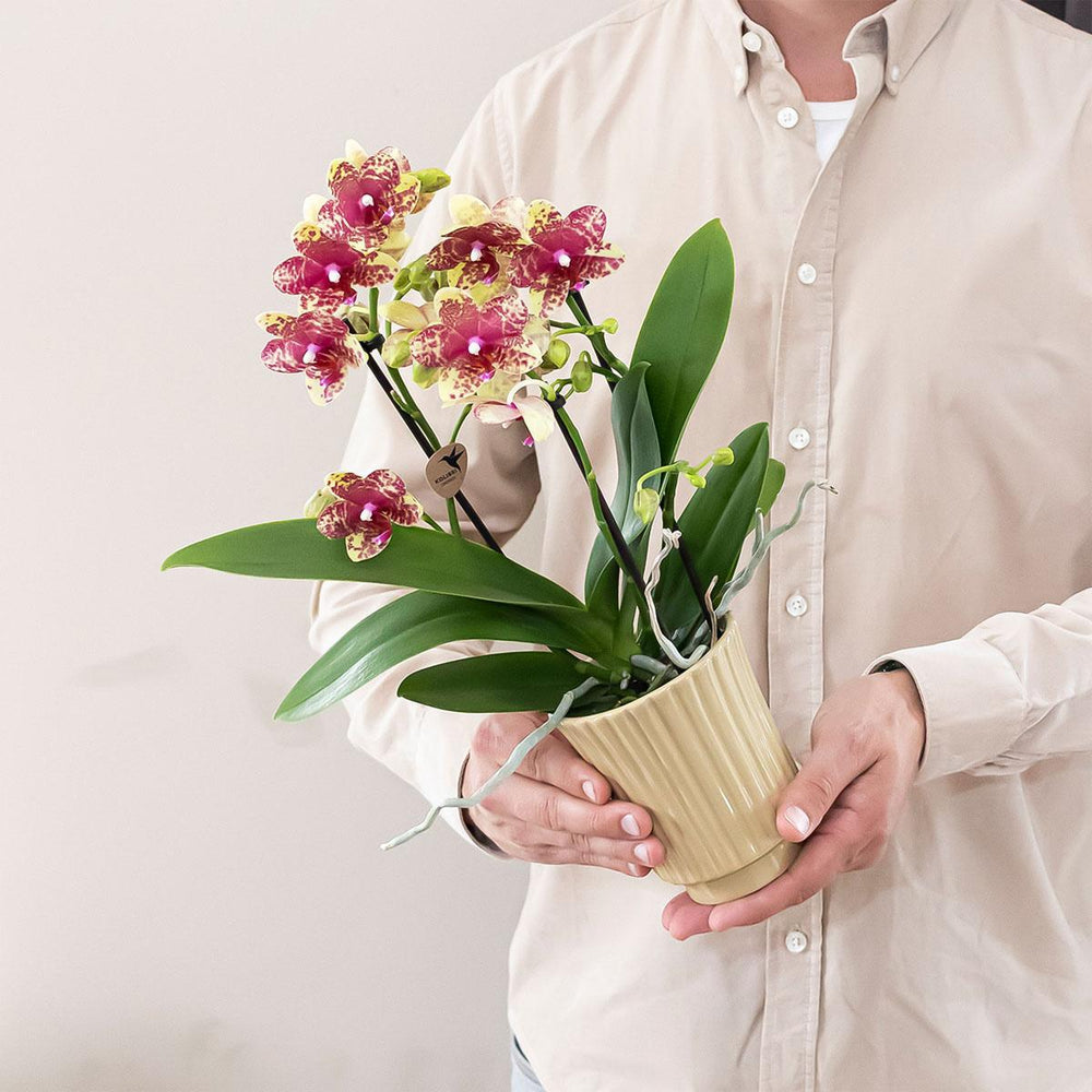 Orange-Yellow Phalaenopsis Orchid Pot Size Ø9cm | Grosseto | Flowering Houseplant – Fresh from the Grower