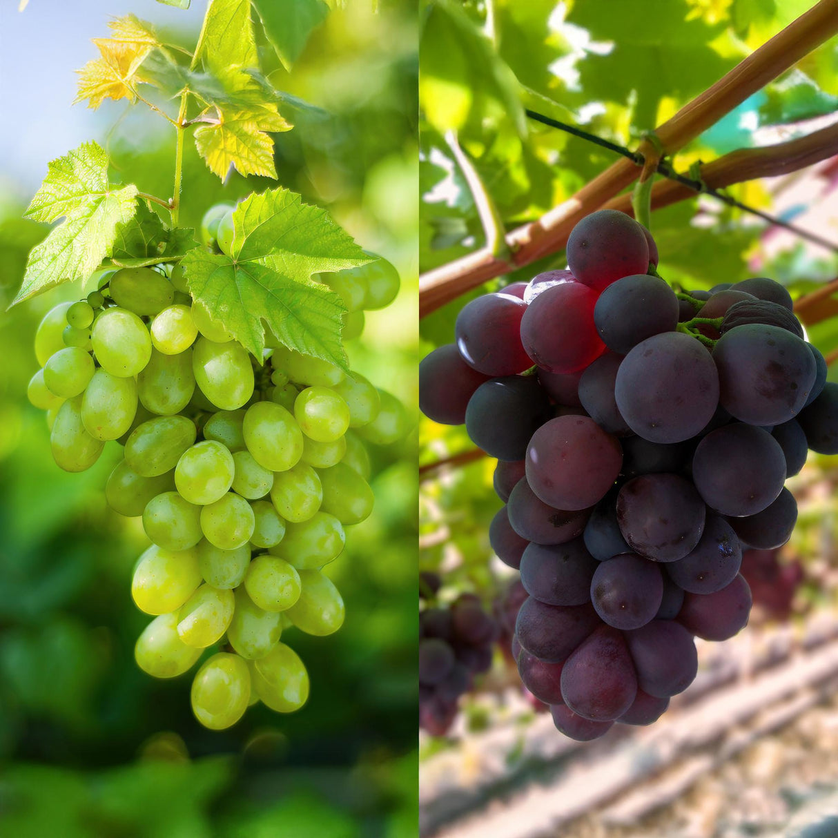 Purple & White Grape x2