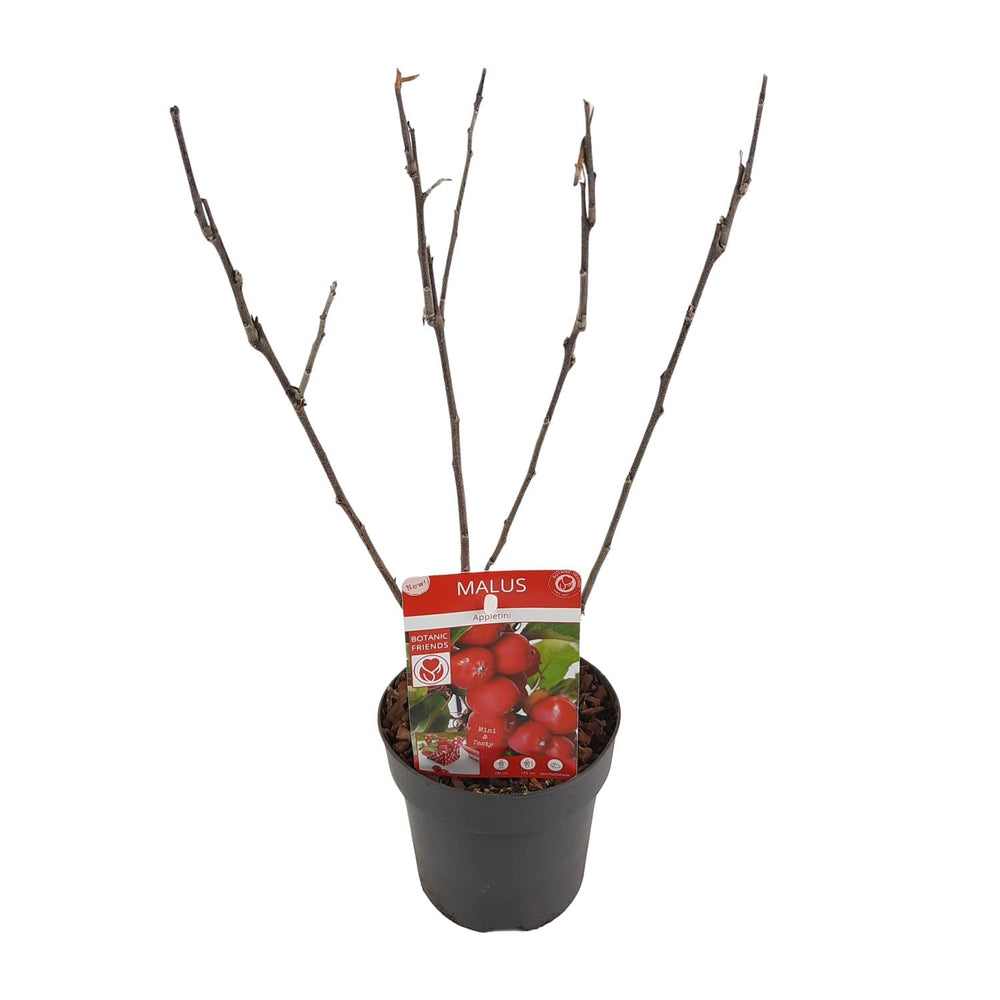 Malus 'Appletini' - Ø13cm - ↕10cm
