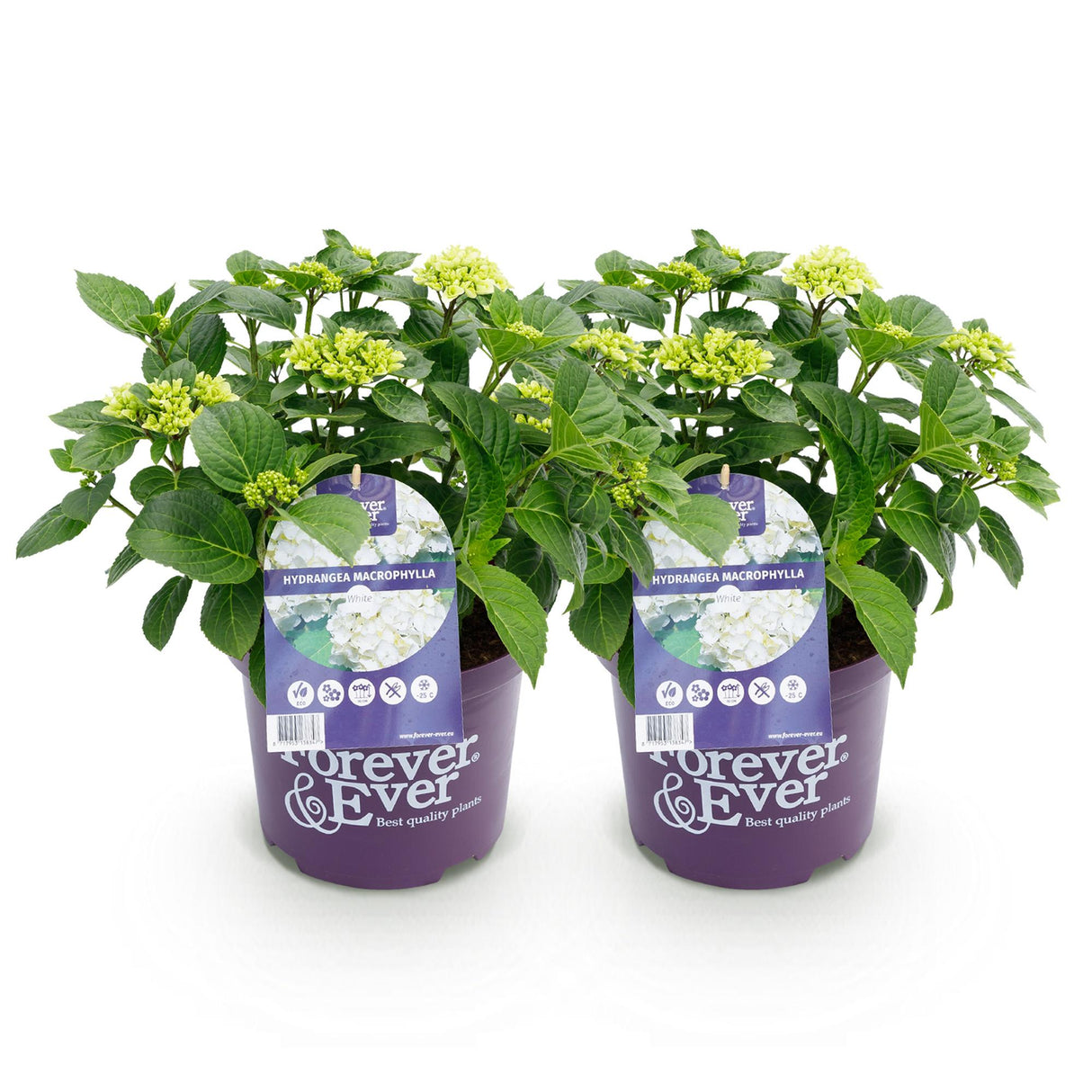 Hydrangea macrophylla Forever & Ever White x2