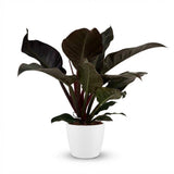 Philodendron - Philodendron Imperial Red - Pot 19cm - Height 60cm