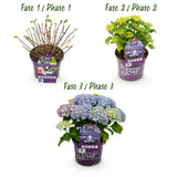 Hydrangea macrophylla Forever & Ever Blue x2