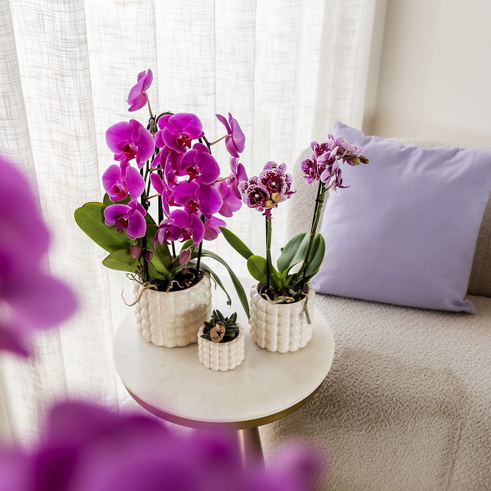 Purple Phalaenopsis Orchid Pot Size Ø12cm | Freeride | Flowering Houseplant – Fresh from the Grower