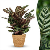 Peacock Plant - Calathea Makoyana - Pot 19cm - Height 70cm