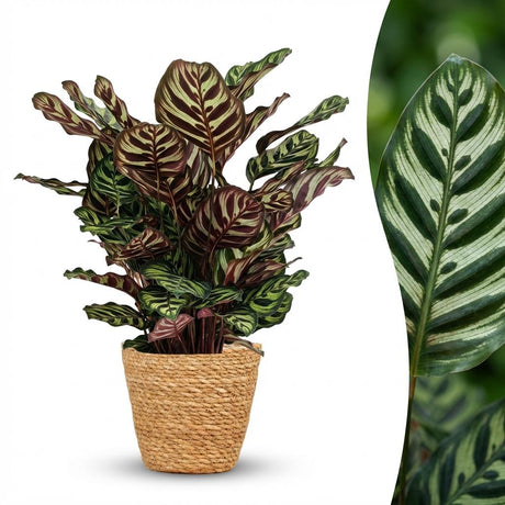 Peacock Plant - Calathea Makoyana - Pot 19cm - Height 70cm