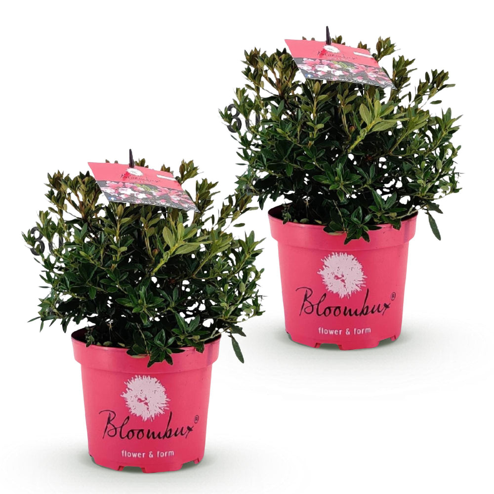 Zwergrhododendron - Rhododendron Bloombux Magenta - Blühender Buxus - Wenig Pflege - Rosa Blüte - 2 Pflanzen - Topf 17cm - Höhe 30-40cm