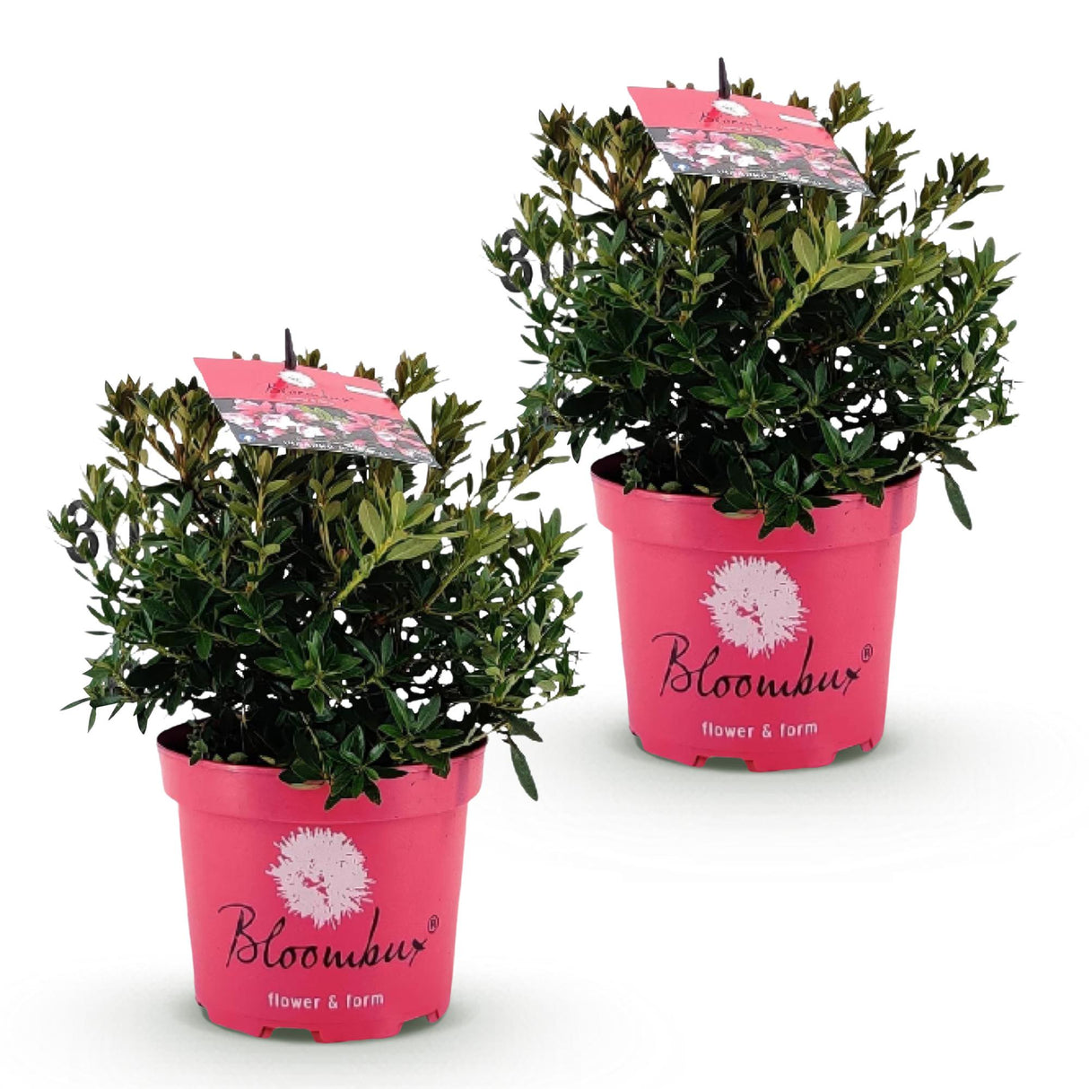 Zwergrhododendron - Rhododendron Bloombux Magenta - Blühender Buxus - Wenig Pflege - Rosa Blüte - 2 Pflanzen - Topf 17cm - Höhe 30-40cm