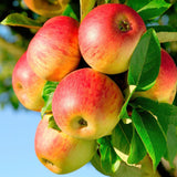 Apple Tree - Malus domestica Jonagold - Yellow Green Apple