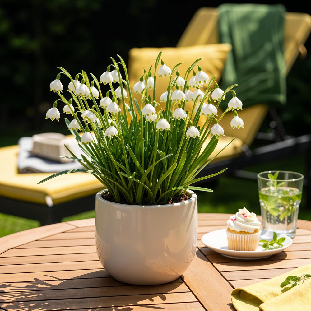 Leucojum Aestivum - Kleur Wit - 20 stuks - Bolmaat 8/9 - XXL Pack