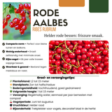 6 x Organic Gooseberry Plants – Ø 13 cm – ↨ 20 cm